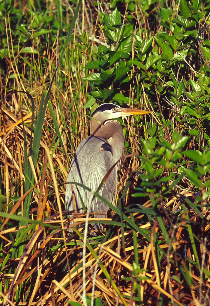 Great Blue Heron   