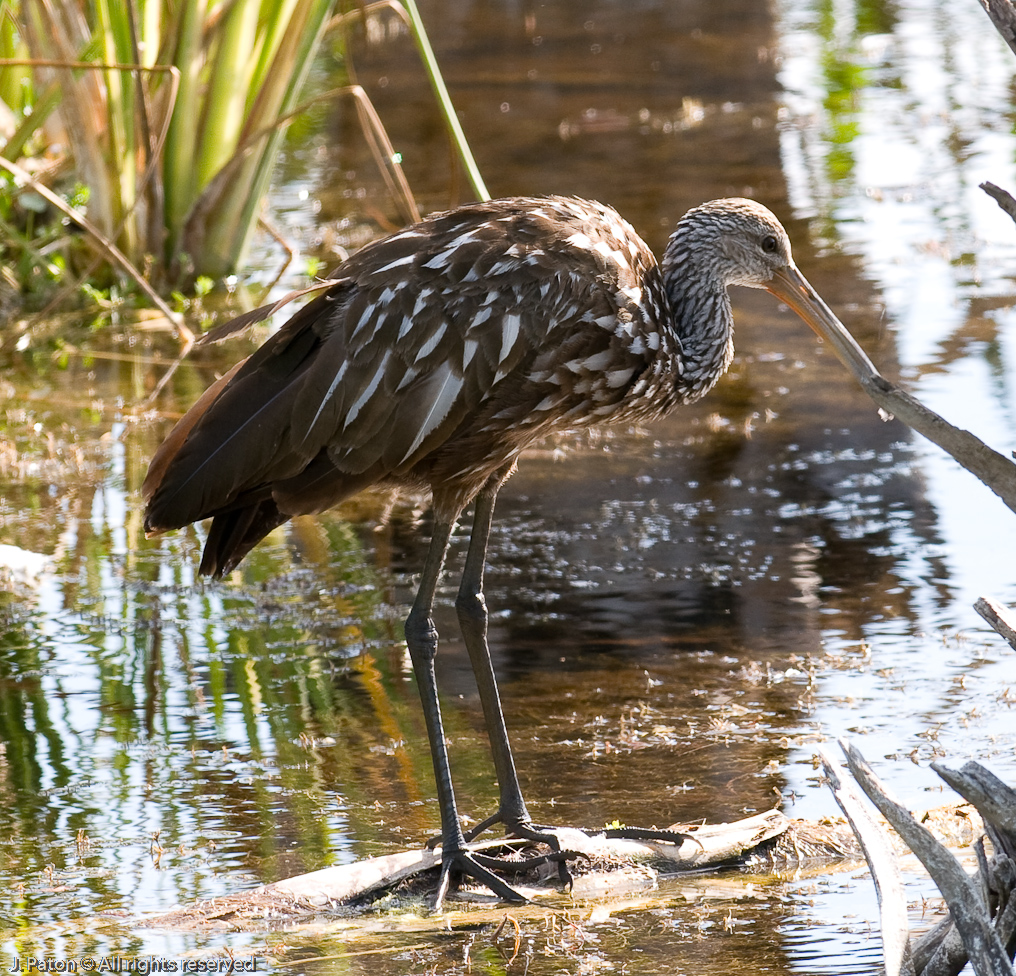 Limpkin   Viera Wetlands 