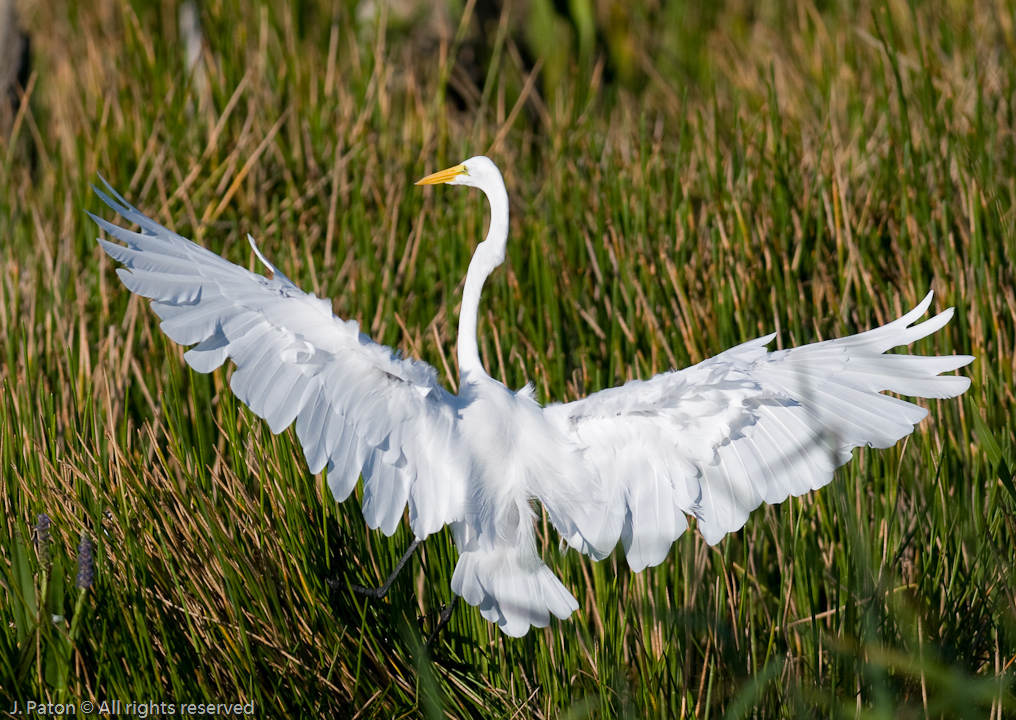 Great Egret   Viera Wetlands 