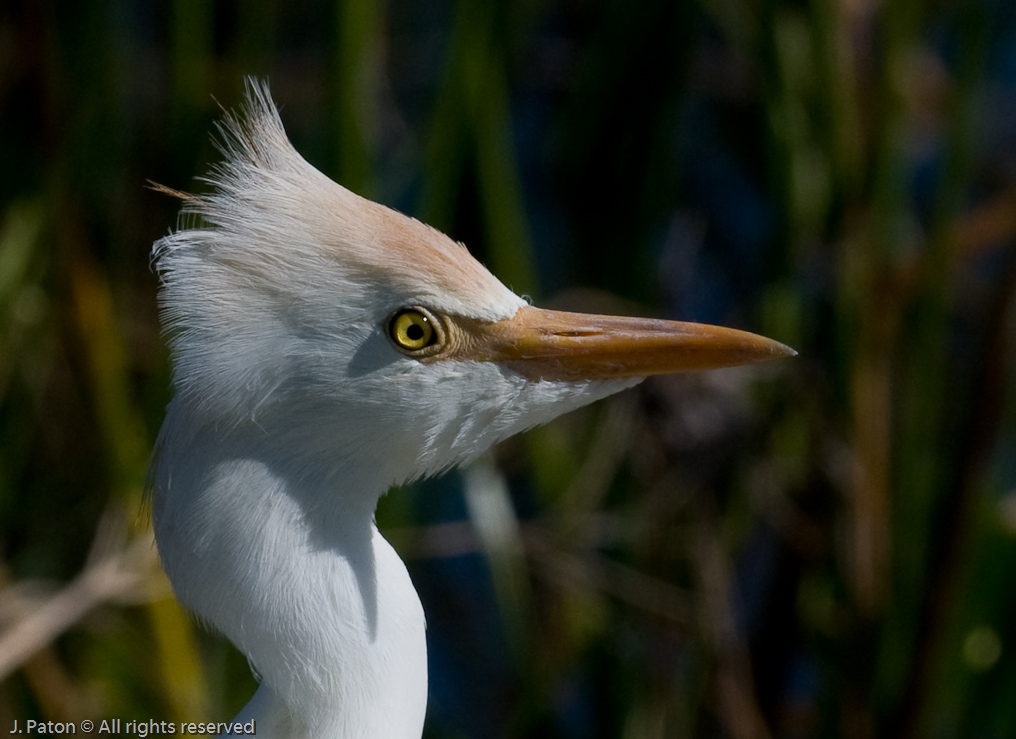 Cattle Egret   Viera Wetlands 