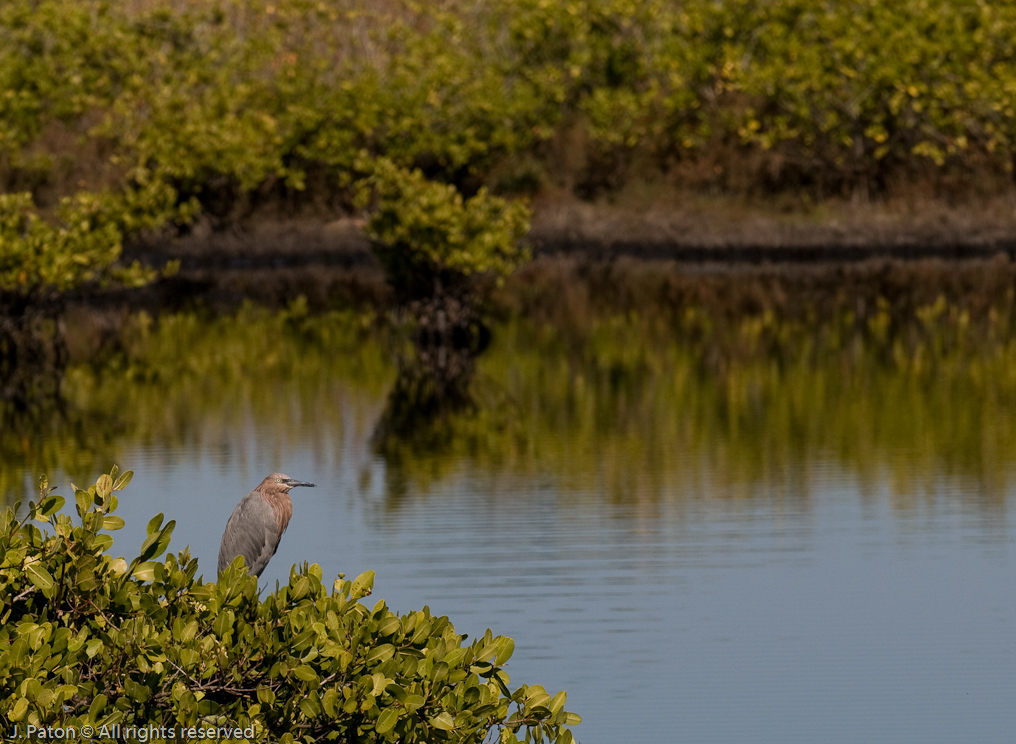 Reddish Egret   Black Point Drive, Merritt Island Wildlife Refuge, Florida 