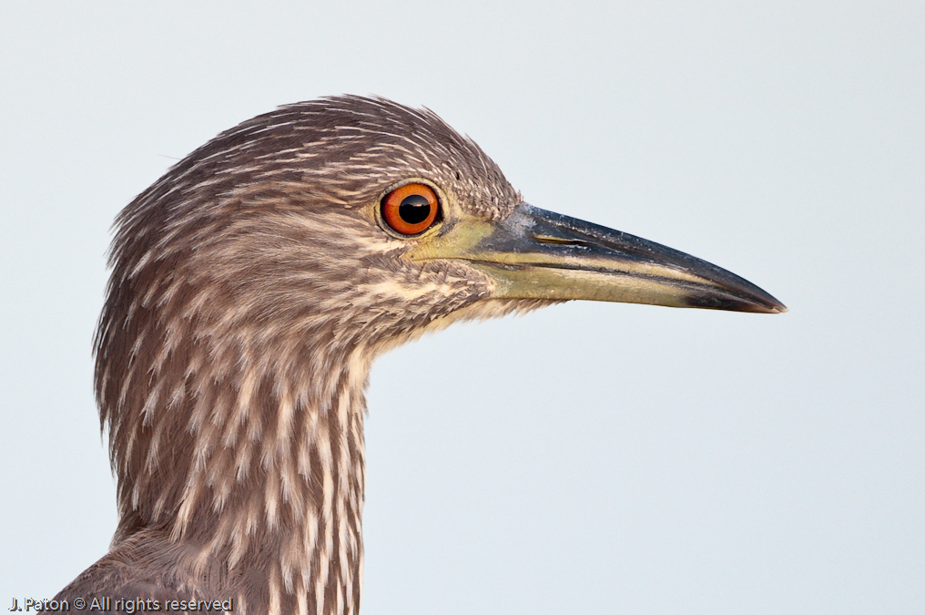 Young Black-Crowned Night Heron   