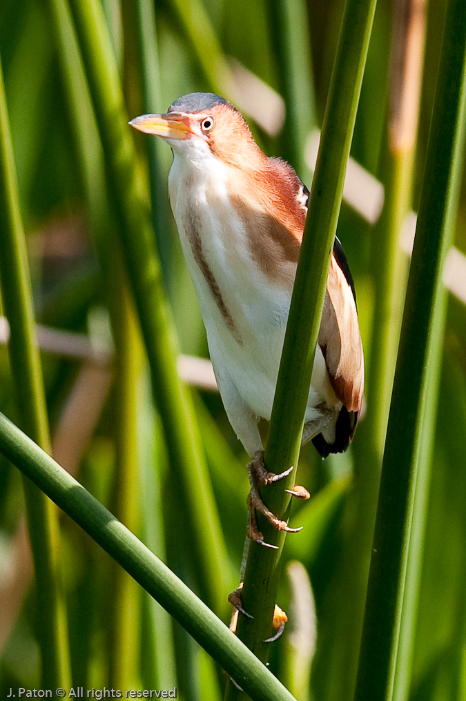 Least Bittern Closeup   Viera Wetlands, Florida 