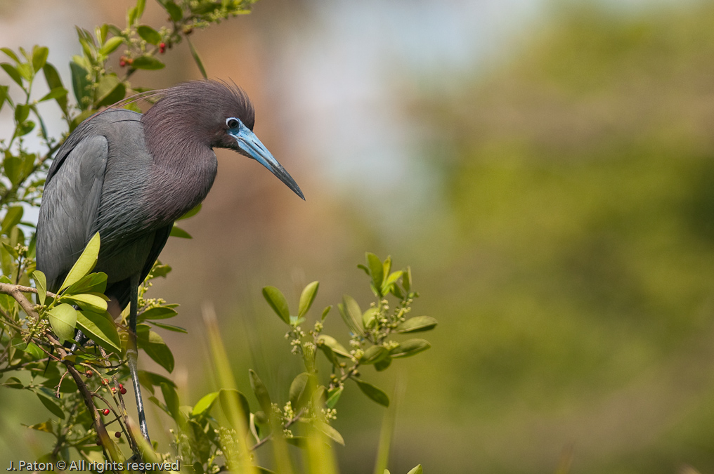 Little Blue Heron   Gatorland, Kissimmee, Florida 