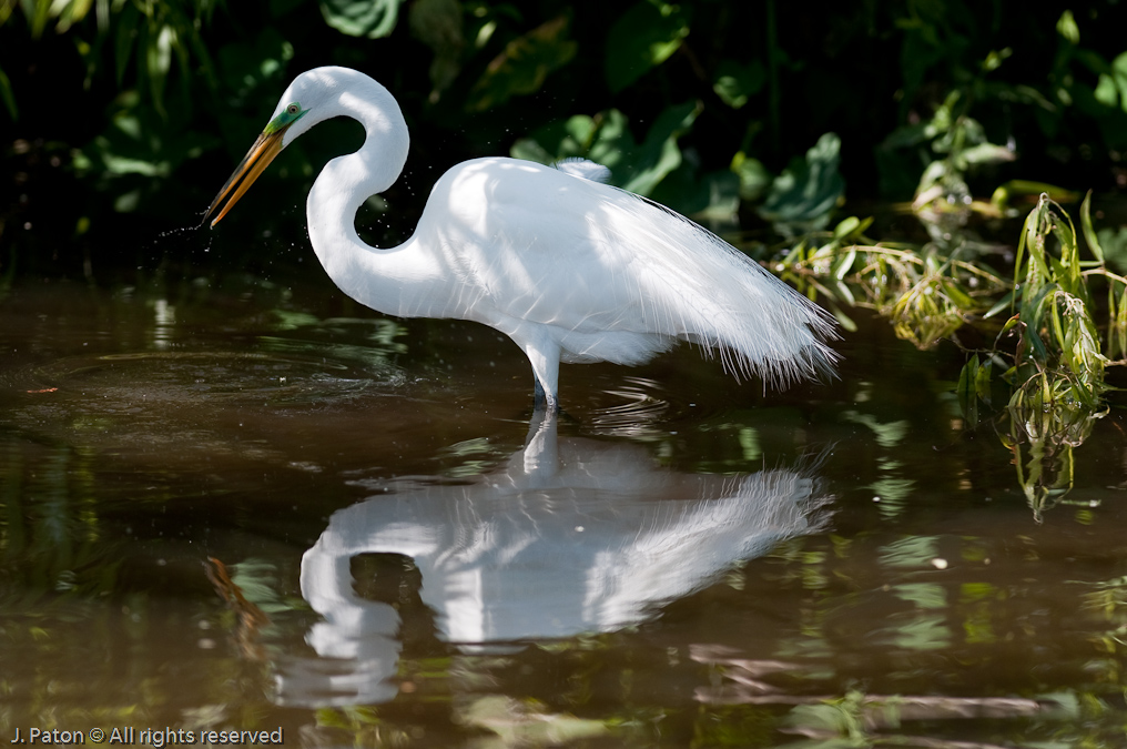 Great Egret Reflection   Gatorland, Kissimmee, Florida 