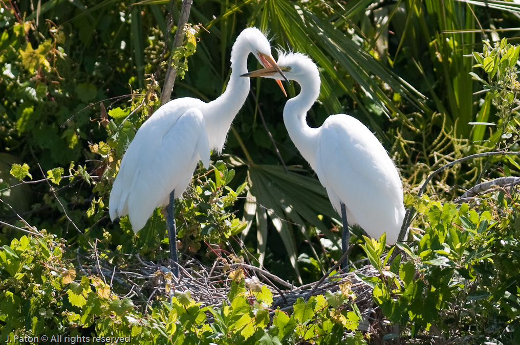 Great Egret   Gatorland, Kissimmee, Florida 