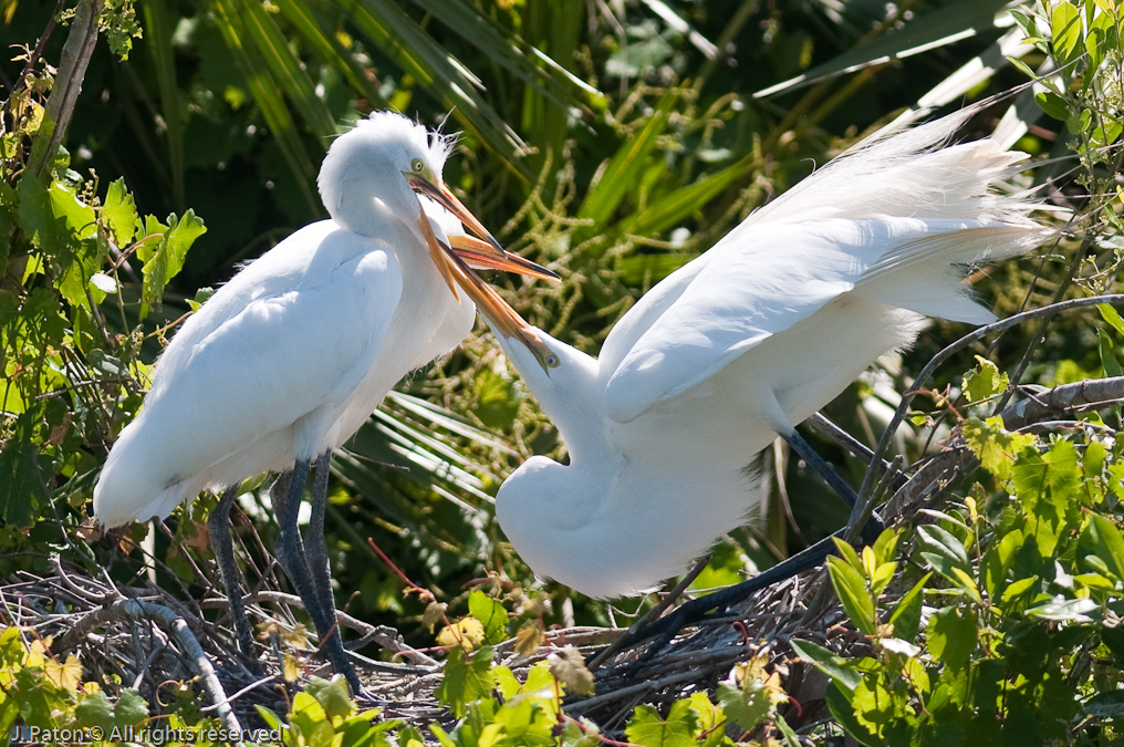 Great Egret and Chicks   Gatorland, Kissimmee, Florida 