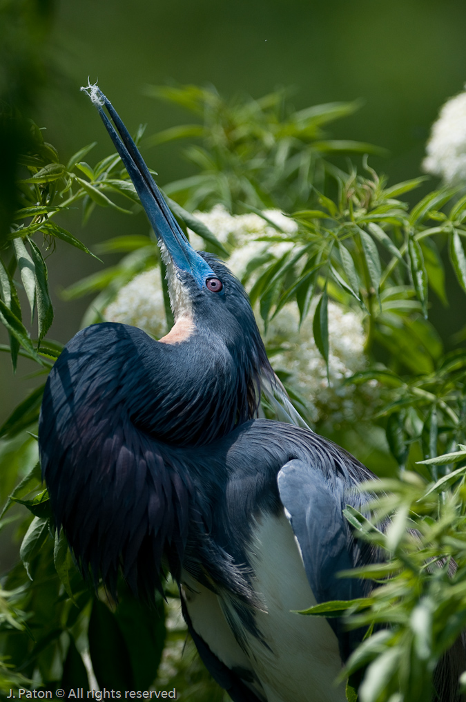 Tricolored Heron   Gatorland, Kissimmee, Florida 