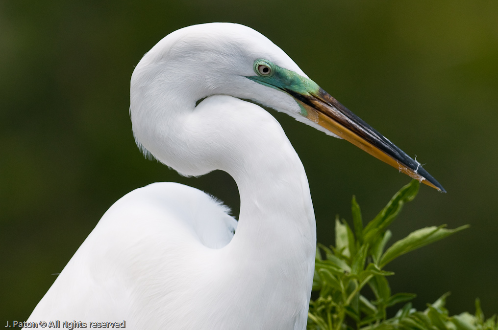 Great Egret   Gatorland, Kissimmee, Florida 