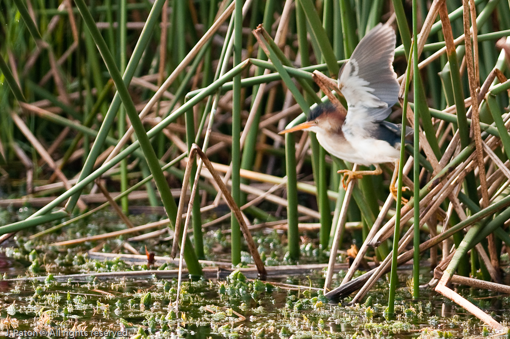    Viera Wetlands, Florida 