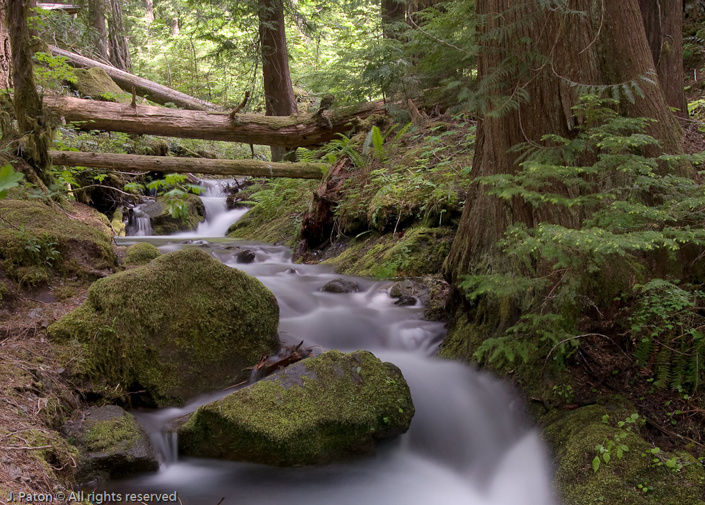 Hike Back from Silver Falls   Mount Rainier National Park