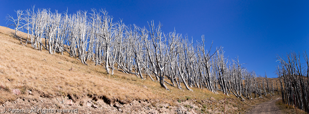 Dead Trees on Mt. Washburn Trail   Mount Washburn, Yellowstone National Park, Wyoming