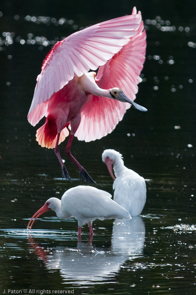 Roseate Spoonbill  Landing   Black Point Drive, Merritt Island National Wildlife Refuge, Florida