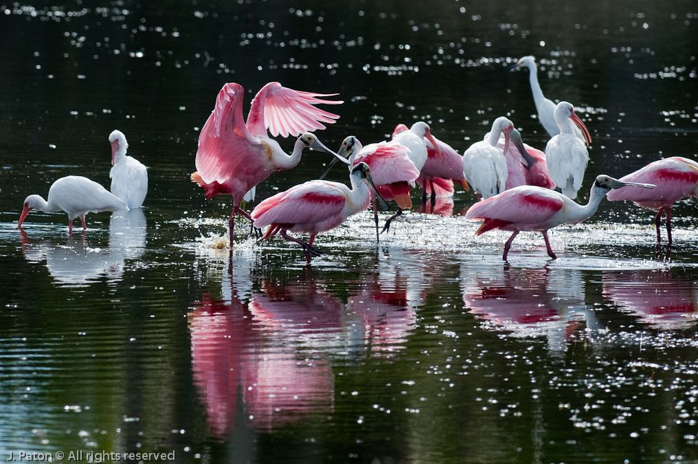 Roseate Spoonbill  and Friends   Black Point Drive, Merritt Island National Wildlife Refuge, Florida