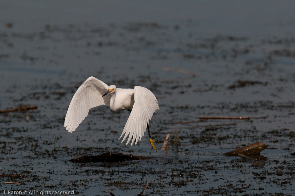 Snowy Egret in Flight   Viera Wetlands, Florida