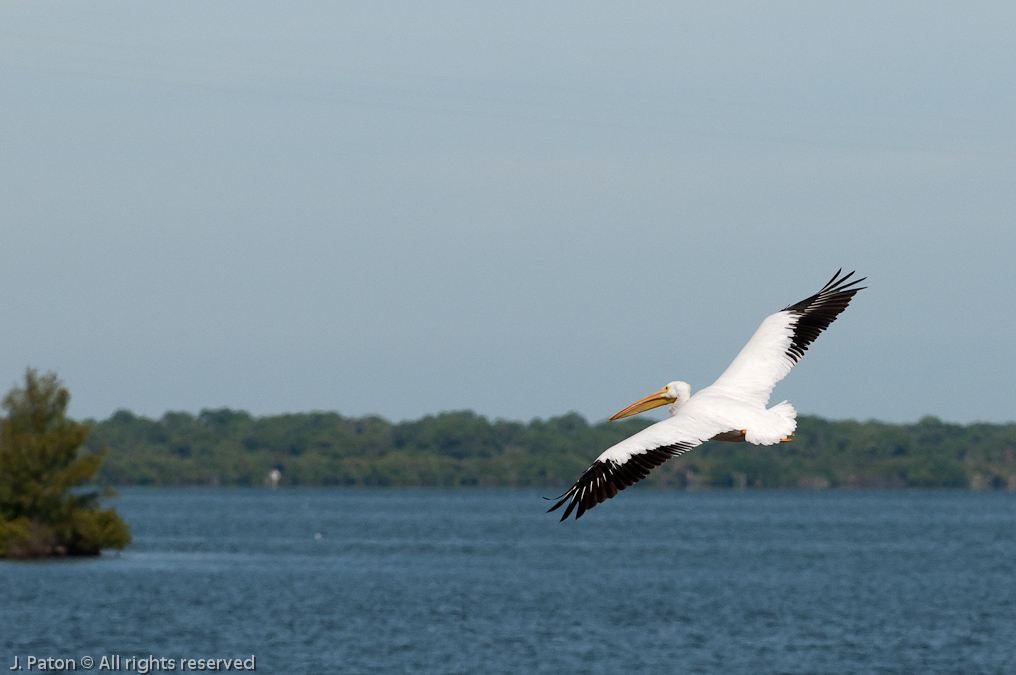 White Pelican   