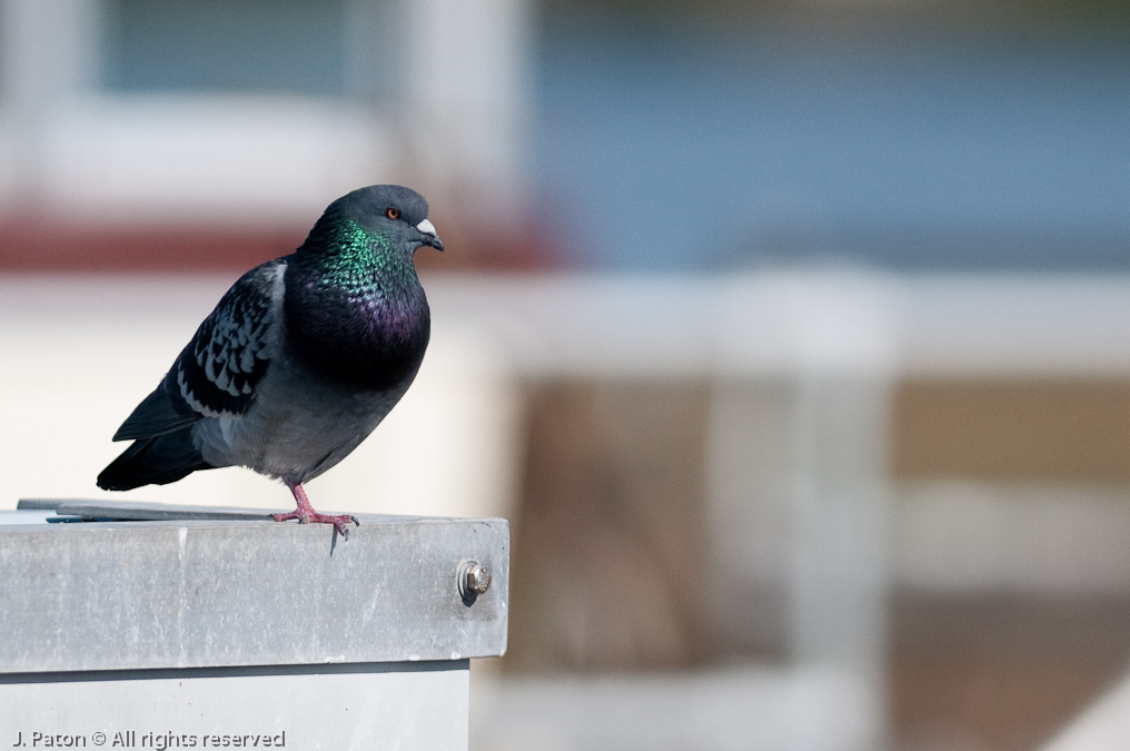 Rock Dove   