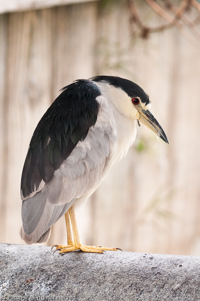 Black-Crowned Night Heron   Viera Wetlands, Florida