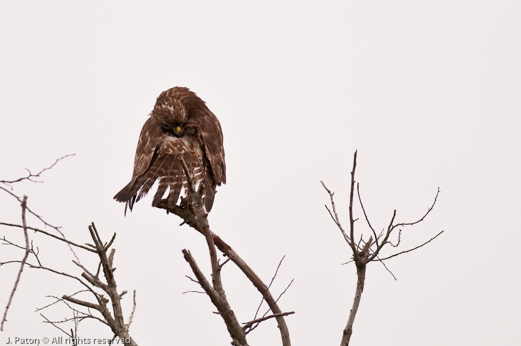    Merritt Island National Wildlife Refuge, Florida