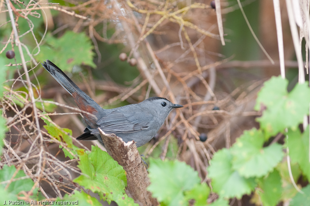 Gray Catbird   Merritt Island National Wildlife Refuge, Florida