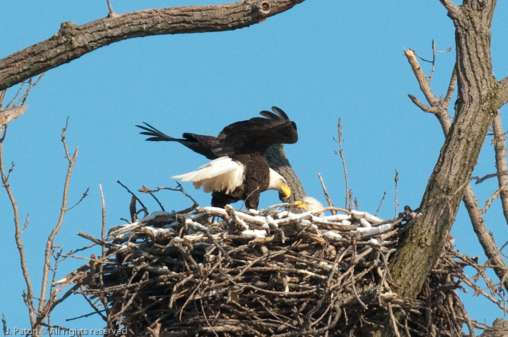 Both Bald Eagles   Levee Road Near the Mississippi River, Kentucky