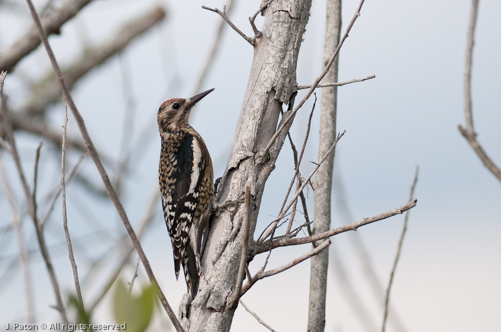 Yellow-bellied Sapsucker   Merritt Island National Wildlife Refuge, Florida