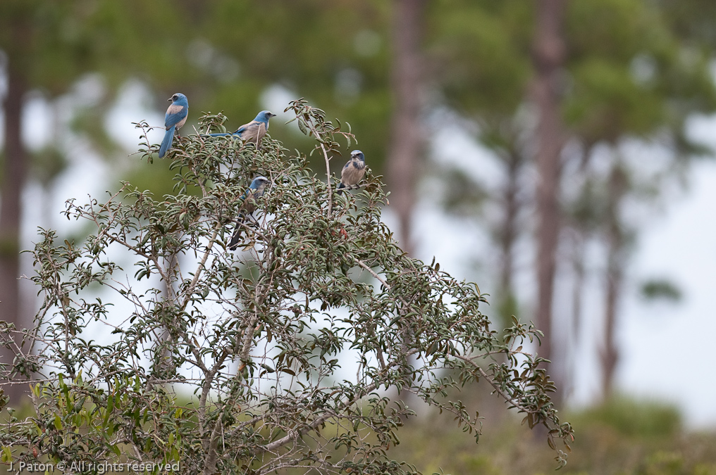 Four Florida Scrub-Jays   Pine Flatwoods Trail, Merritt Island National Wildlife Refuge, Florida