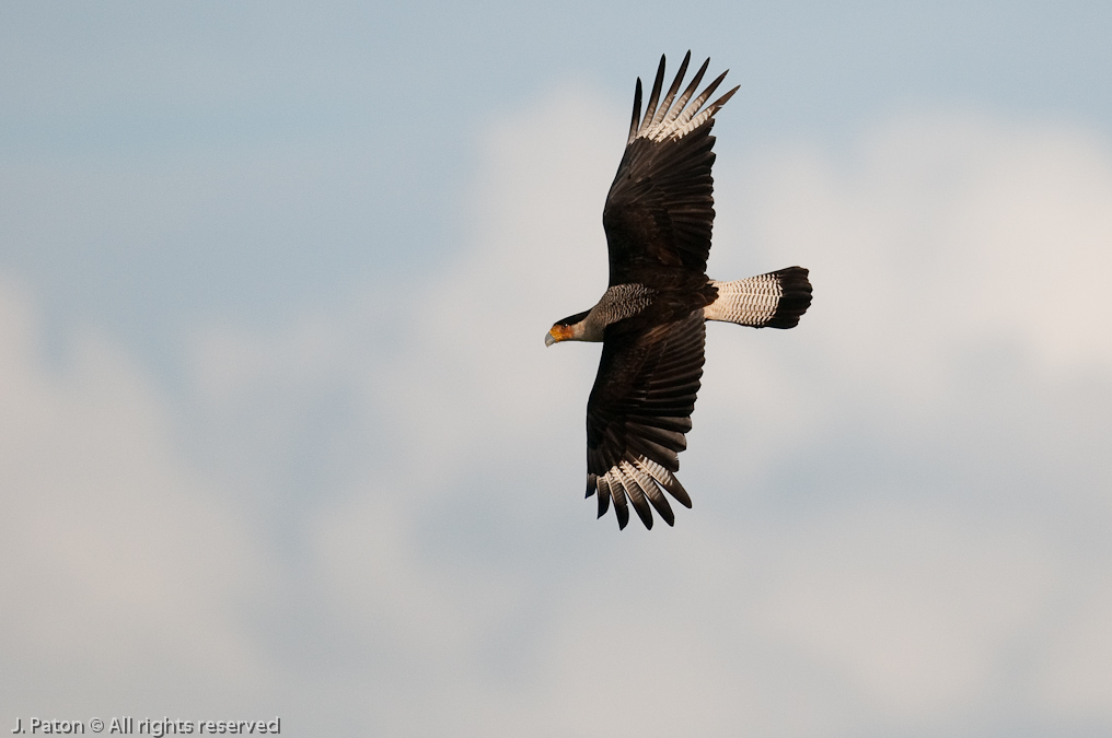 Crested Caracara in Flight   Viera Wetlands, Florida