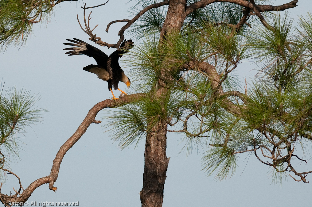 Caracara and Egg?   Viera Wetlands, Florida