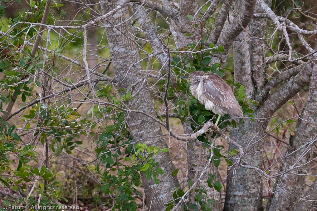 Very Young Black-Crowned Night Heron   Viera Wetlands, Florida