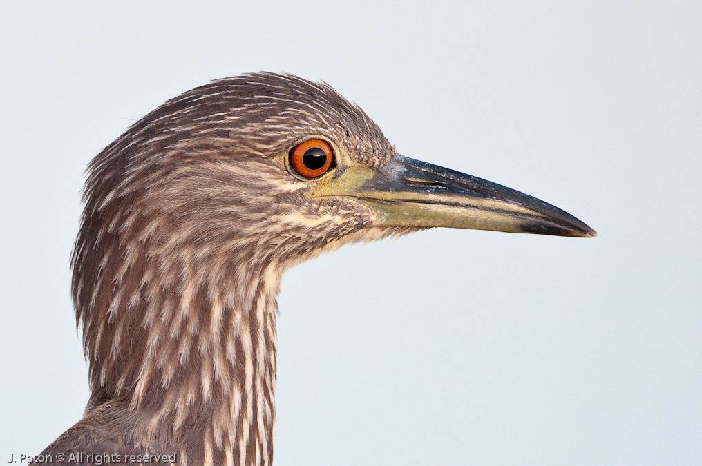 Young Black-Crowned Night Heron   