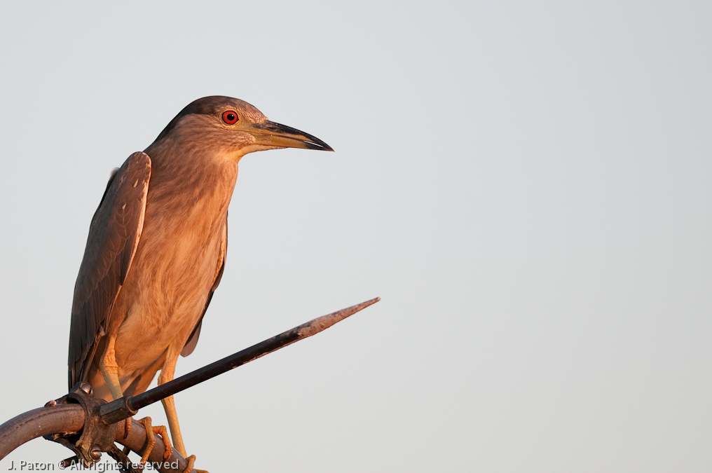 Black-Crowned Night Heron at Sunset   