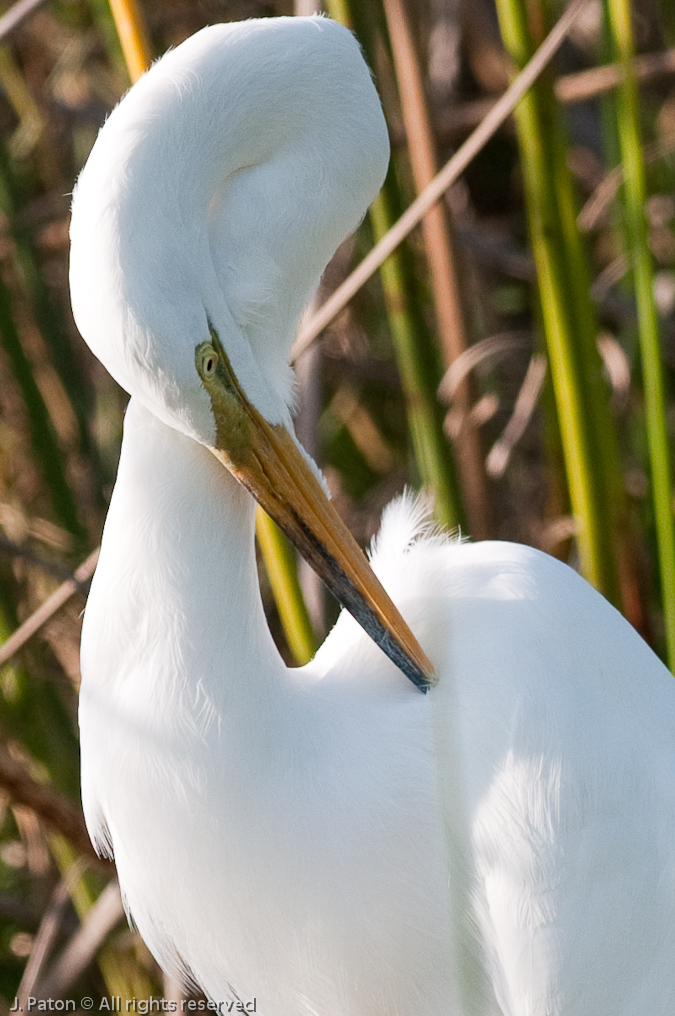 Great Egret   Viera Wetlands, Florida