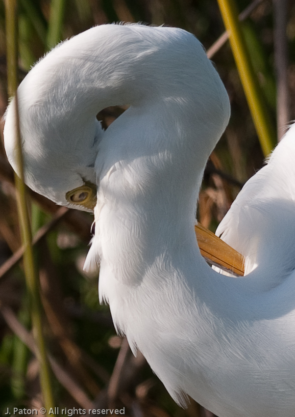 Great Egret   Viera Wetlands, Florida