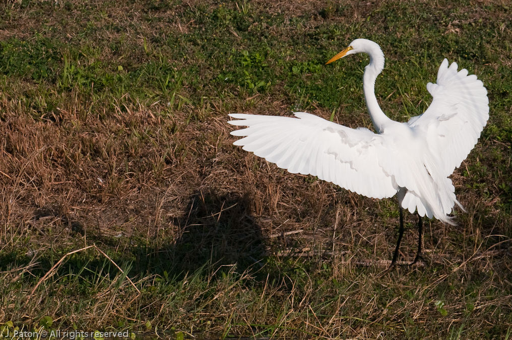 Great Egret and Shadow   Viera Wetlands, Florida