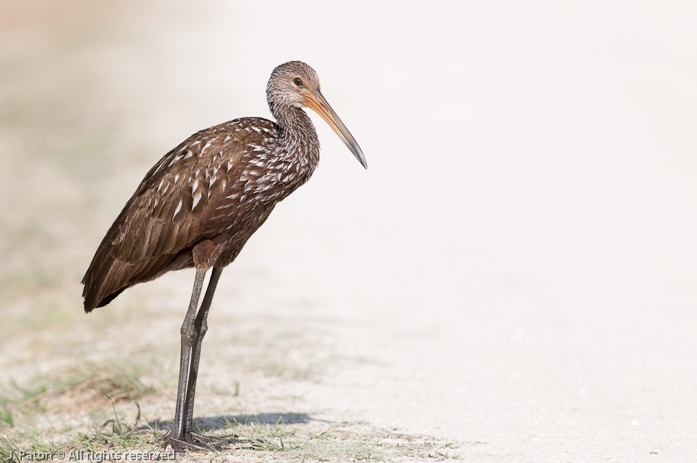 Why Did the Limpkin Cross the Road?   Viera Wetlands, Florida