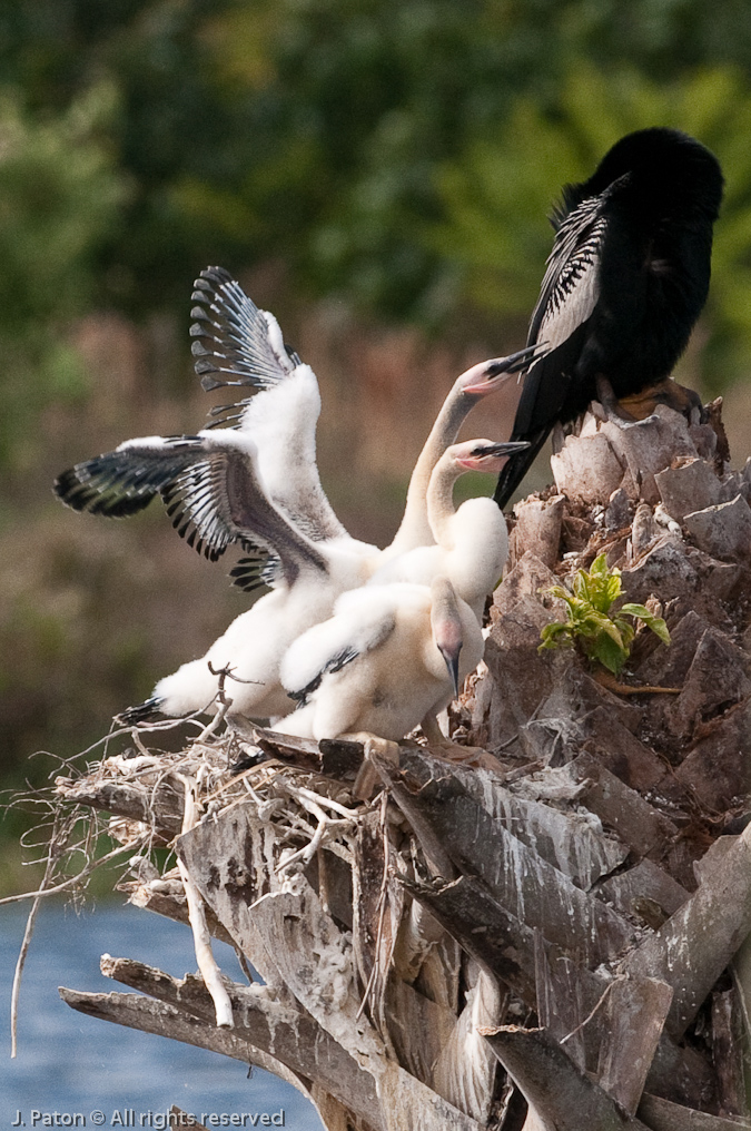 Hungry Anhinga Chicks   Viera Wetlands, Florida