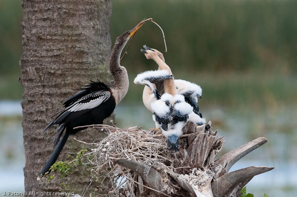 Abhinga Chicks Mistaking Nest Repair with Feeding Time   Viera Wetlands, Florida