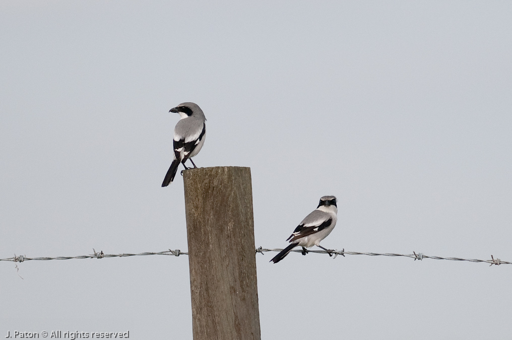 Loggerhead Shrikes   River Lakes Conservation Area, Florida