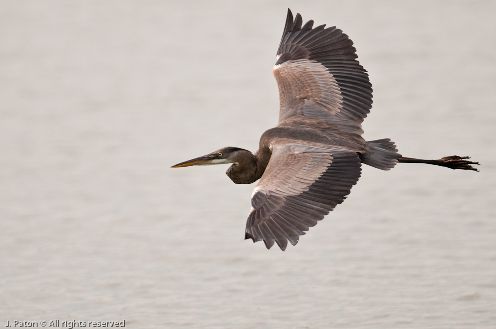 Great Blue Heron   Viera Wetlands, Florida