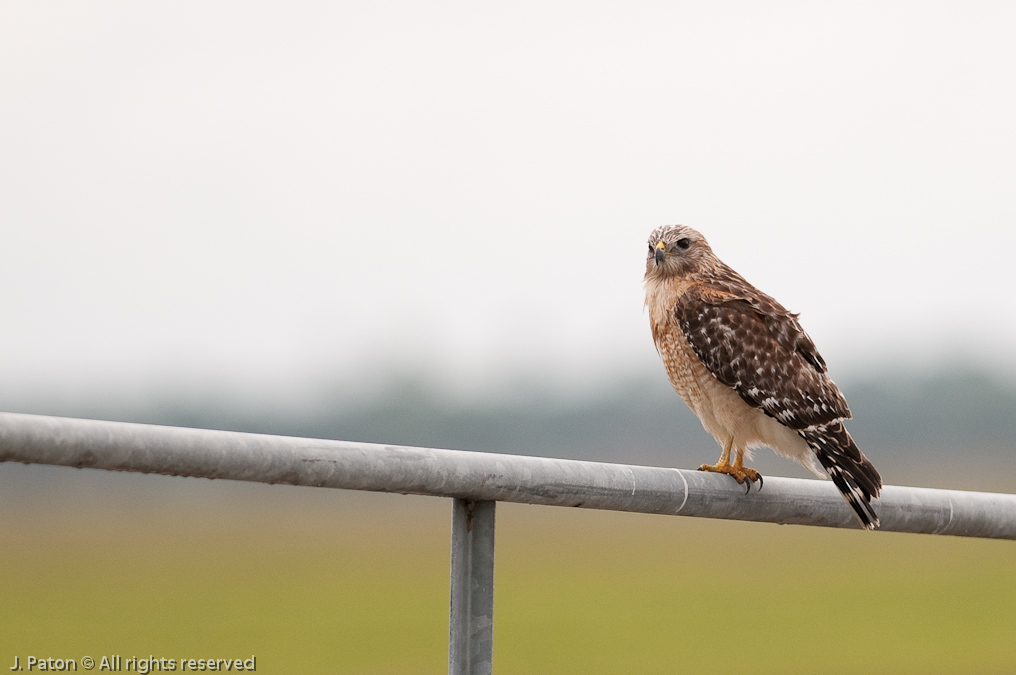 Red-Shouldered Hawk   River Lakes Conservation Area, Florida