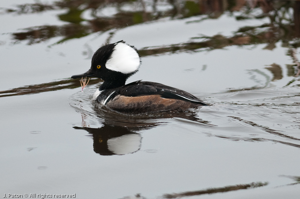 Hooded Merganser   Viera Wetlands, Florida