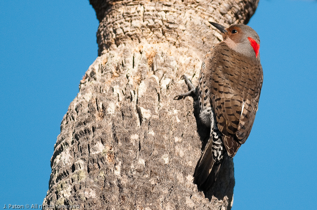 Northern Flicker   Scrub Ridge Trail, Merritt Island National Wildlife Refuge, Florida