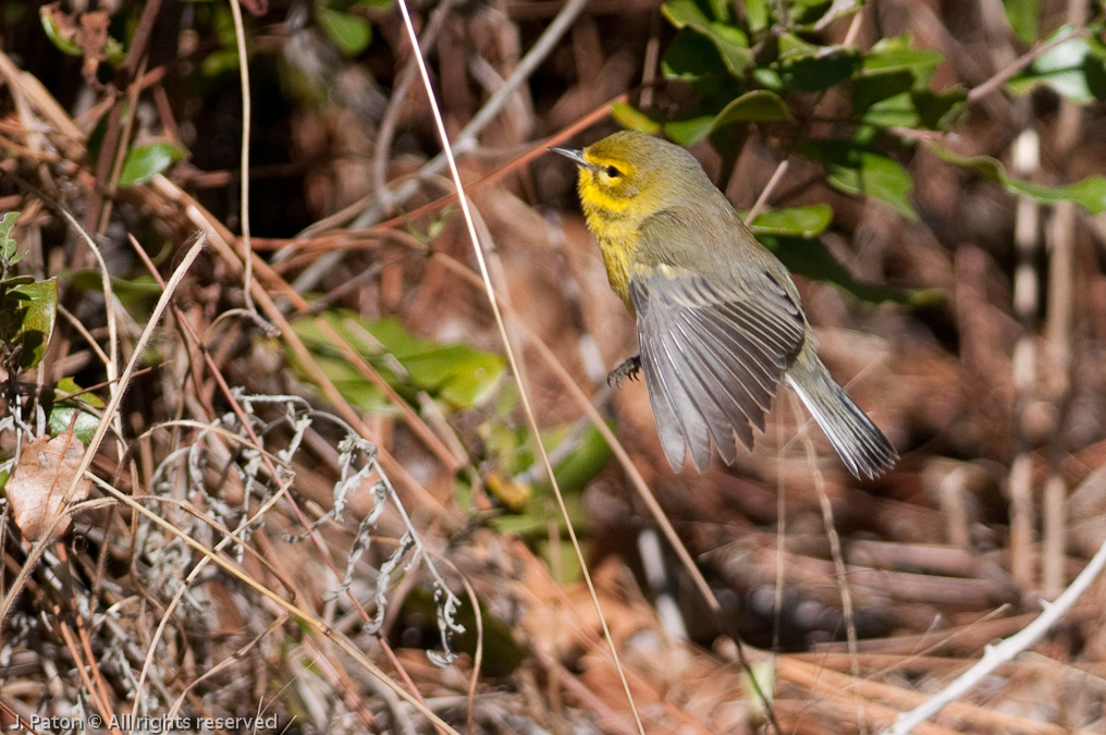    Scrub Ridge Trail, Merritt Island National Wildlife Refuge, Florida