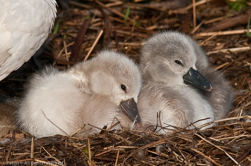 Mute Swan Chick Closeup   Viera, Florida