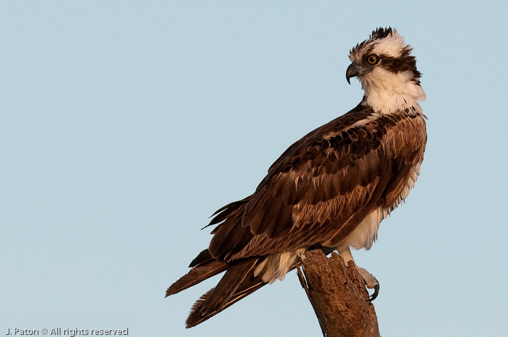 Osprey Watching Everything   