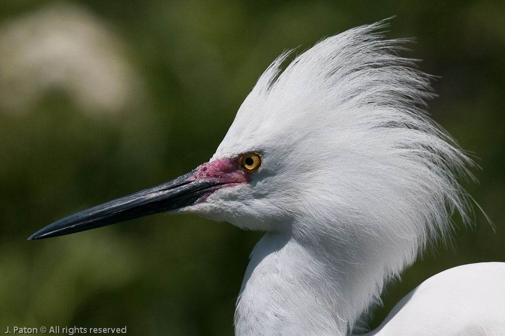 Snow Egret Closeup   Gatorland, Kissimmee, Florida