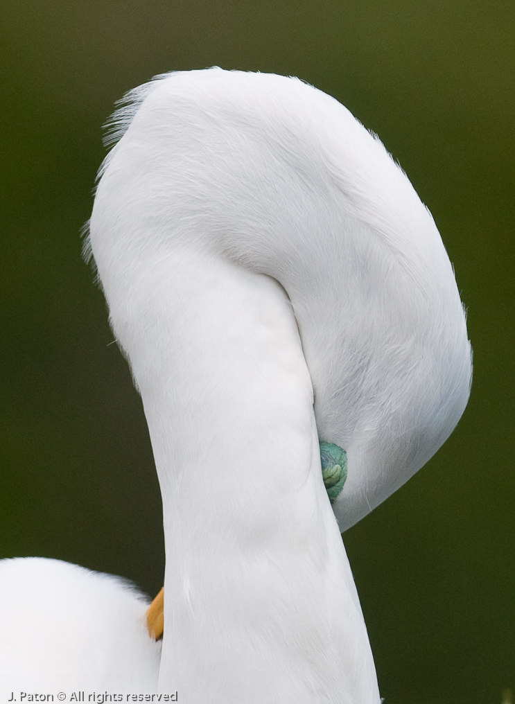 Great Egret   Gatorland, Kissimmee, Florida