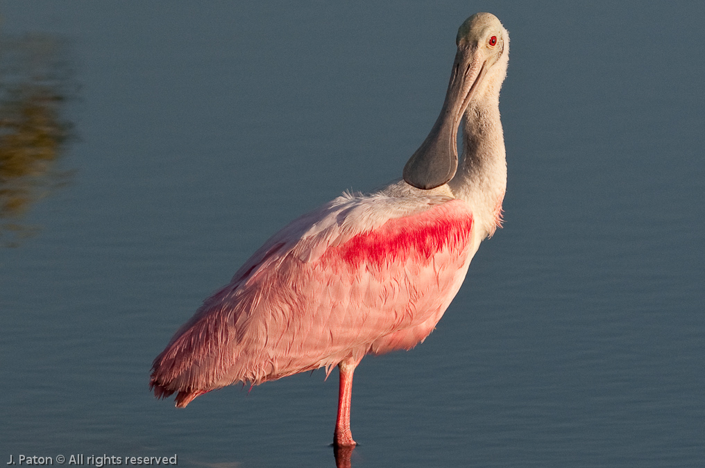 Roseate Spoonbill at Sunset   Biolab Road, Merritt Island National Wildlife Refuge, Florida