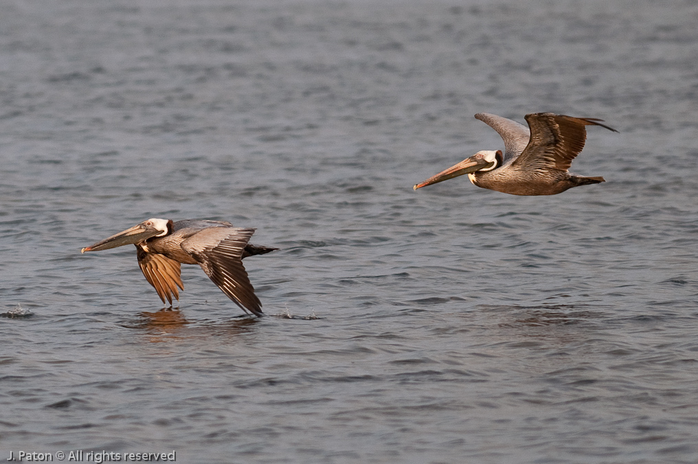 Brown Pelicans   Biolab Road, Merritt Island National Wildlife Refuge, Florida